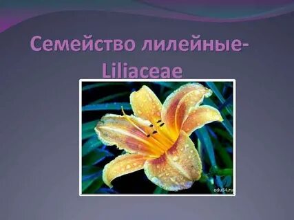 Лилейные растения это