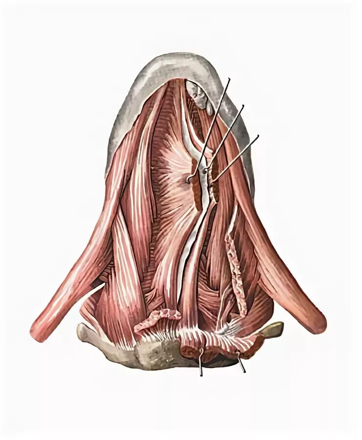 мышцы языка человека