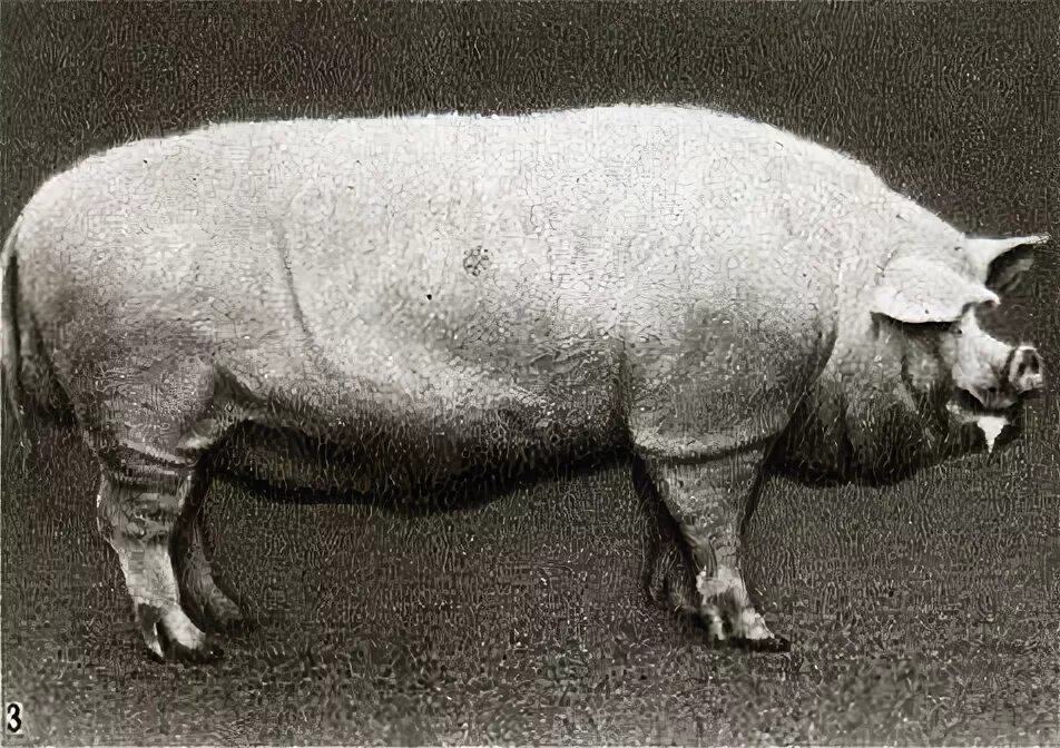 Ливенская свинья. Ливенская порода свиней. Свинья Ливенская белая. Порода свиней Щепкина.