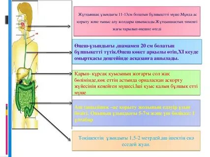 Жалғыз қыз мастурбация порно