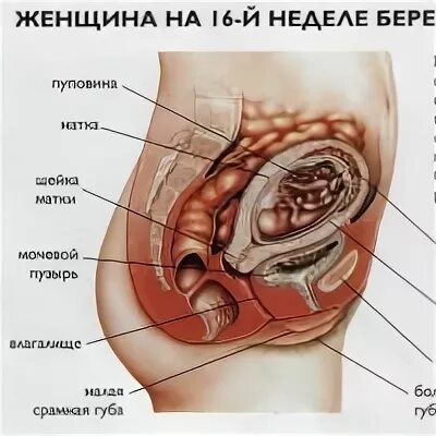 Матка в 15 недель. Расположение матки на 16 неделе беременности. Расположение матки на 14 неделе. Расположение органов в беременность. Расположение матки по неделям.