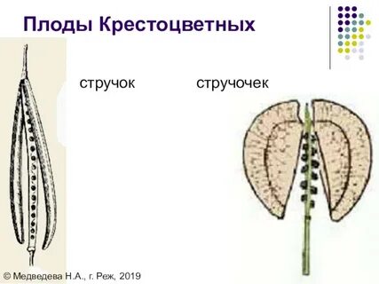 Стручочек семейство растений