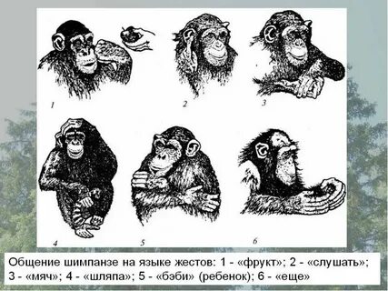 Жестовая теория происхождения языка