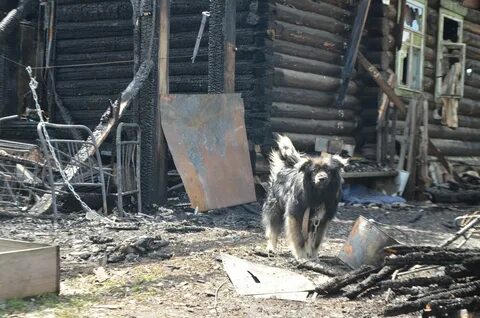 Сгоревшая собака