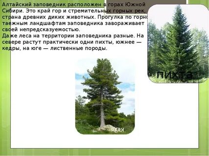Какой заповедник расположен на территории лесов