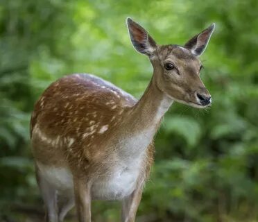 Fallow