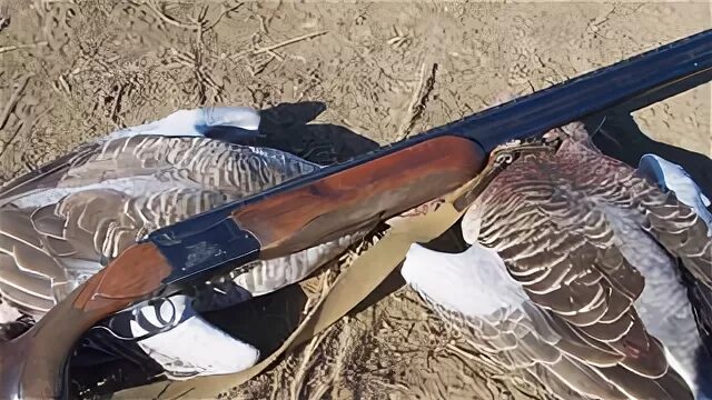 Открытие охоты в саратовской. Охота на утку в саратовской области. Соколиная охота в калининграде. Охота на селезня весной с подсадной. Охотники саратовской области.