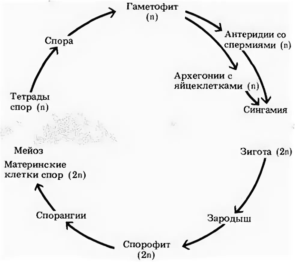 Жизненный цикл высших споровых растений 7 класс. Жизненный цикл высших споровых растений 7 класс