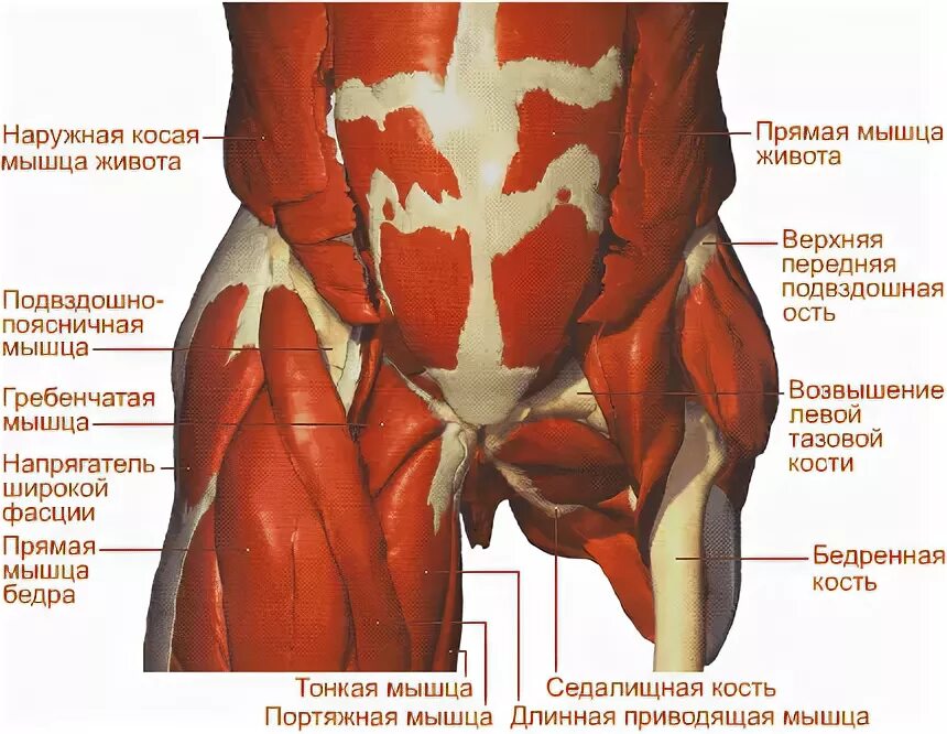 Тазовые мышцы анатомия. Мышцы таза у мужчин анатомия. Мышцы брюшной полости. Мышцы нижней части тела анатомия.