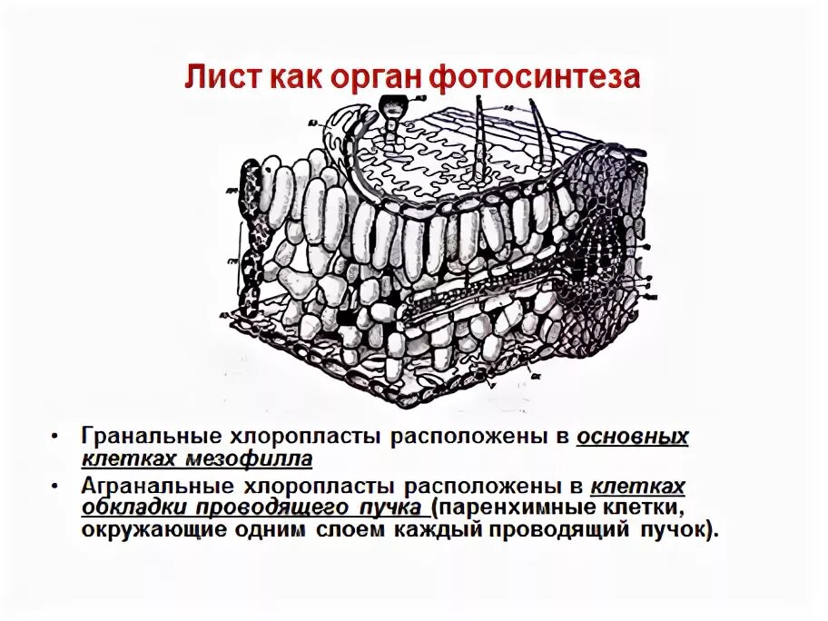 В каких клетках листа расположены хлоропласты. Клетки обкладки. Клетки обкладки проводящего пучка. АГРАНАЛЬНЫЕ хлоропласты. Паренхимные клетки где находятся.