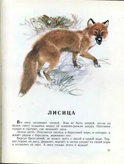 Как называют лис