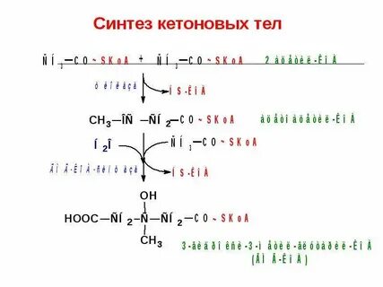 Реакции синтеза кетоновых тел
