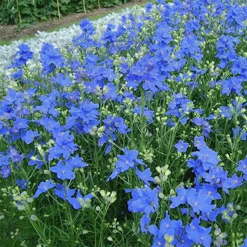 Многолетники с синими цветами фото Файл:Myosotis victoria  Вікіпэдыя