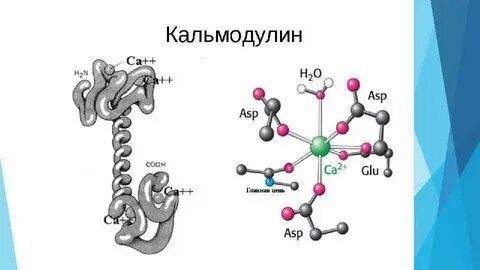 Связывающие белки