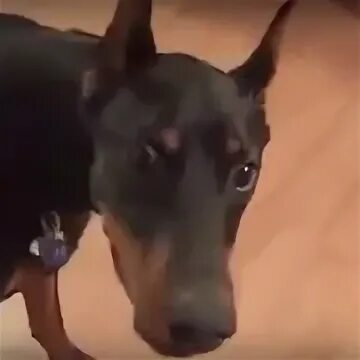 Видео собирайся на дачу