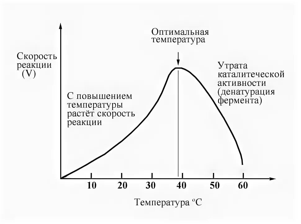 Влияние скорости ферментативной реакции от температуры. Зависимость скорости ферментативной реакции от температуры и РН. Зависимость скорости ферментативной реакции от PH И температуры. График зависимости скорости ферментативной реакции от температуры. График зависимости фермента от температуры