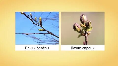 Новые побеги не образуются из почек на