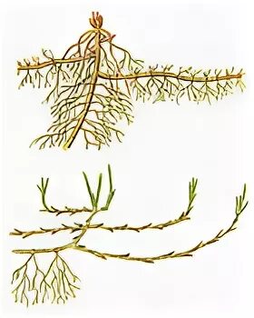 корневища ландыша пырея. строение побега пырея. корневища ландыша и пырея. корневище пырея. корневища ландыша и пырея.