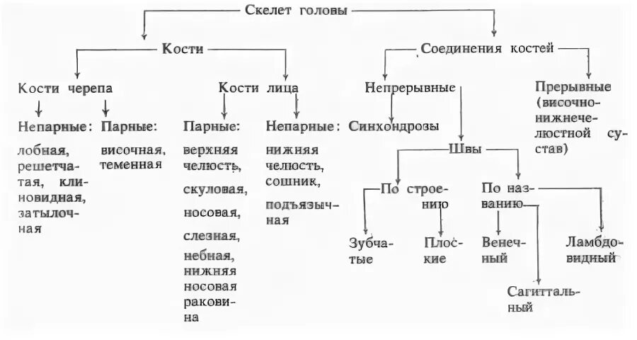 Состав кости черепа