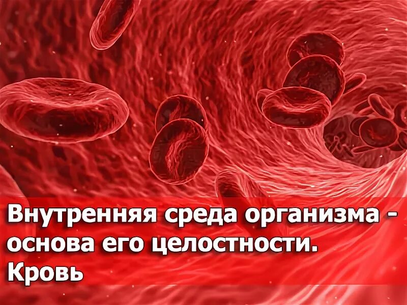 Кровь биология 11 класс. Внутренняя среда организма. Внутренняя среда организма кровь. Внутренняя среда организма – основа его целостности. Кровь.