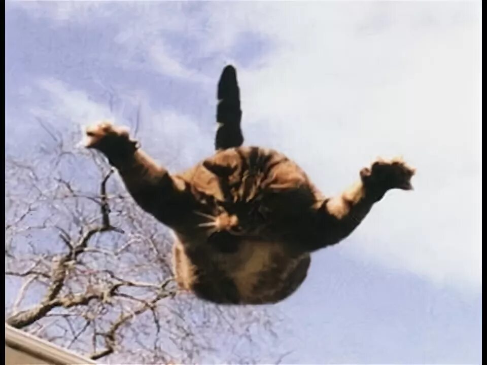 Кошка упала с 5 этажа. Кот в прыжке. Кот падает. Кот падает с высоты. Кошка спрыгивает.