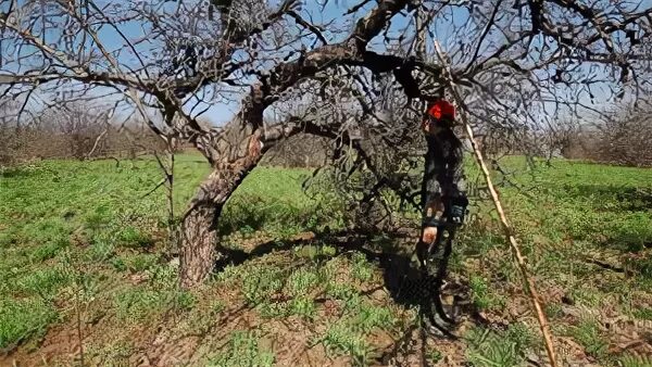 Погибают яблони что делать