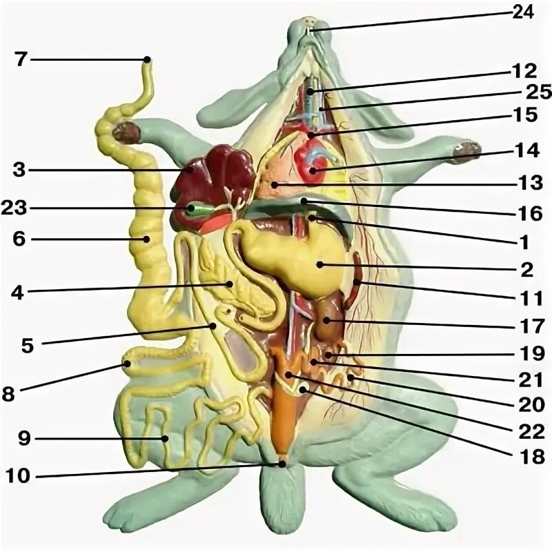 Внутренние органы кролика биология 8 класс. Строение кролика биология. Внутреннее строение кролика самки. Анатомия кролика органы.