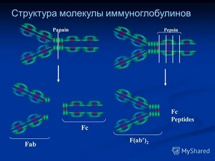 Гепатит с специфические иммуноглобулины