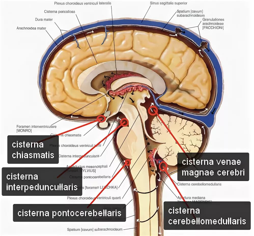 Неравномерное расширение конвекситального. Цистерна латеральной ямки большого мозга. Цистерны головного мозга анатомия. Цистерны подпаутинного пространства головного мозга. Цистерны основания головного мозга анатомия.