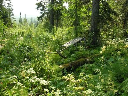Родной лес