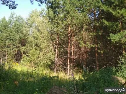 Сосново 2 участки
