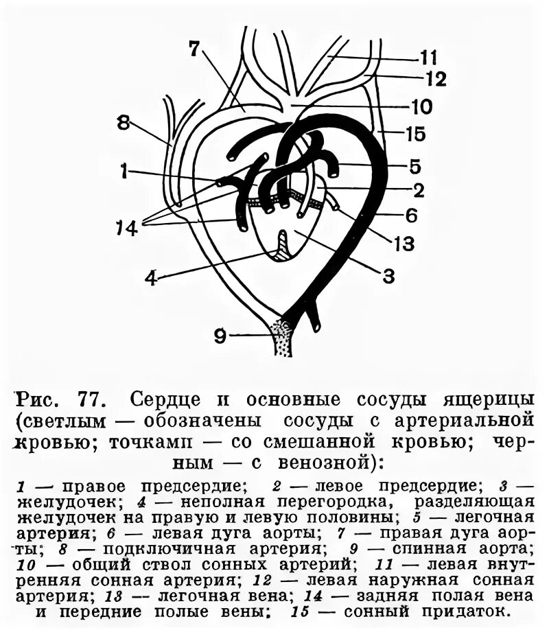 сколько кругов кровообращения у черепахи. кровеносная система черепахи. кровеносная система крокодила схема. строение сердца черепах. строение сердца атлас.