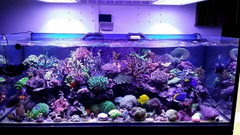 Работа морские аквариумы