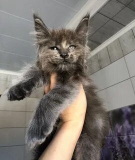 Стрижка мейн куна