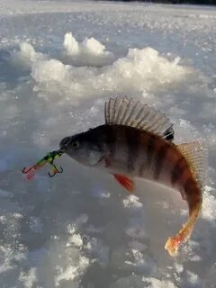 Зима окуни видео