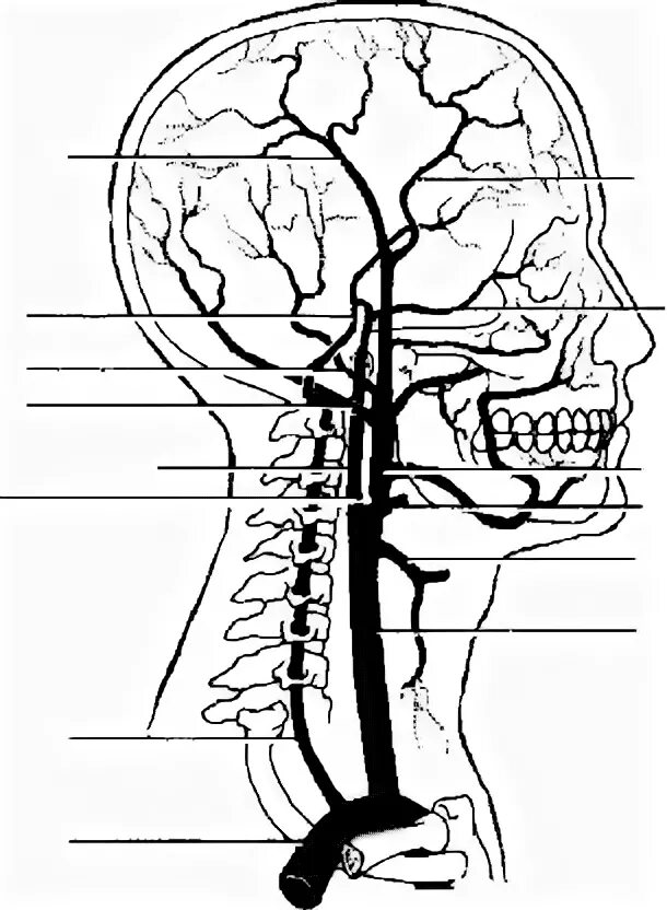 Интракраниальные артерии головного мозга. Интракраниальные артерии головного. Интракраниальные сосуды головного мозга что это. Экстра и интракраниальные сосуды. Интеркронивльные артер ИИ.