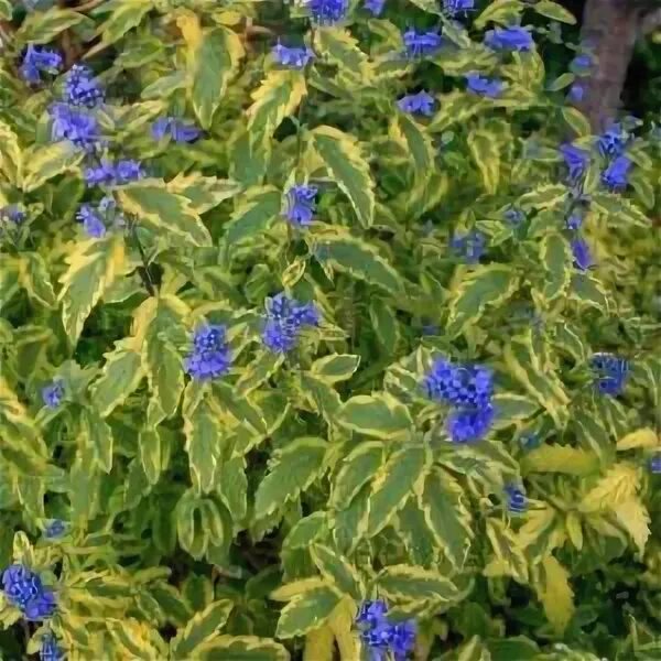 Кариоптерис кладонский Caryopteris Summer Sorbet ELGardens - цветы для сада Сара