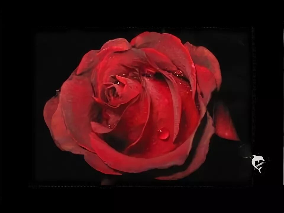 Текст песни миллион алых роз. Цветок чеченской розы. Караоке афиша. Алые розы текст. Миллион алых роз из окна видишь ты.