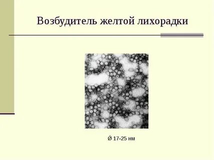 Возбудитель лихорадки