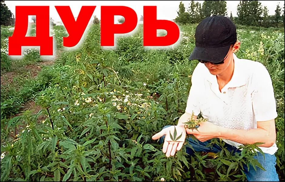 Дури нет