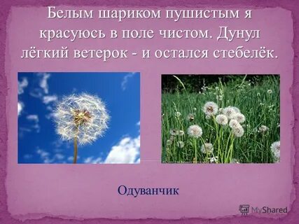 Рос шар бел дунул загадка