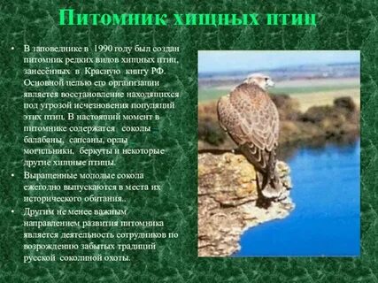 О какой птице идет речь