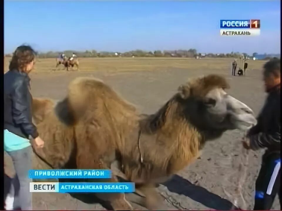 Верблюжий астраханская область. Верблюды в азербайджане. Погода в верблюжье. Погода в верблюжье. Верблюжий астраханская область.