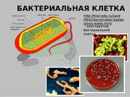 Цитоплазма бактерий