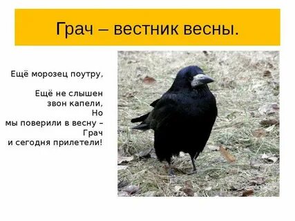 Как правильно писать грач