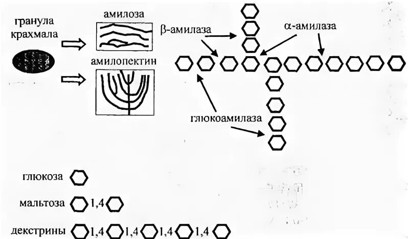 Крахмал расщепляется ферментом. Схема расщепления крахмала. Механизм действия амилазы крахмал. Альфа амилаза механизм действия. Схема последовательного ферментативного гидролиза крахмала.