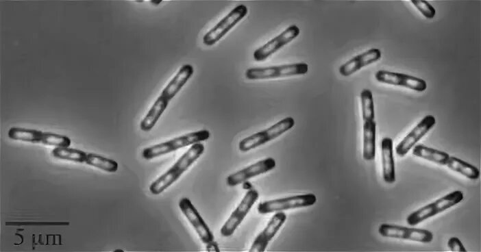 Bacillus subtilis (сенная палочка). Сенная палочка микробиология. Сенные культуры. Bacillus subtilis макроморфология. Bacillus subtilis препараты для человека.