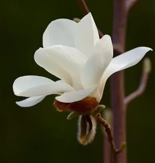 Магнолия какие цветки