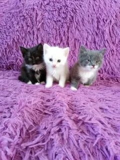 Котята костанай