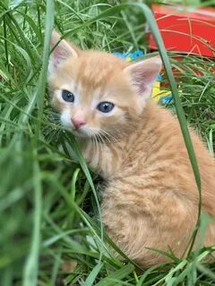 Рыжий кот нижний новгород